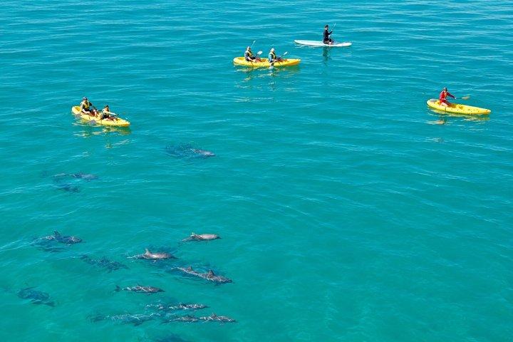 Epic Kayak With Dolphins & Wildlife - 4WD Beach Adventure Noosa