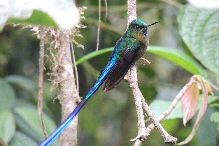 Mindo Cloud Forest Private Day Tour