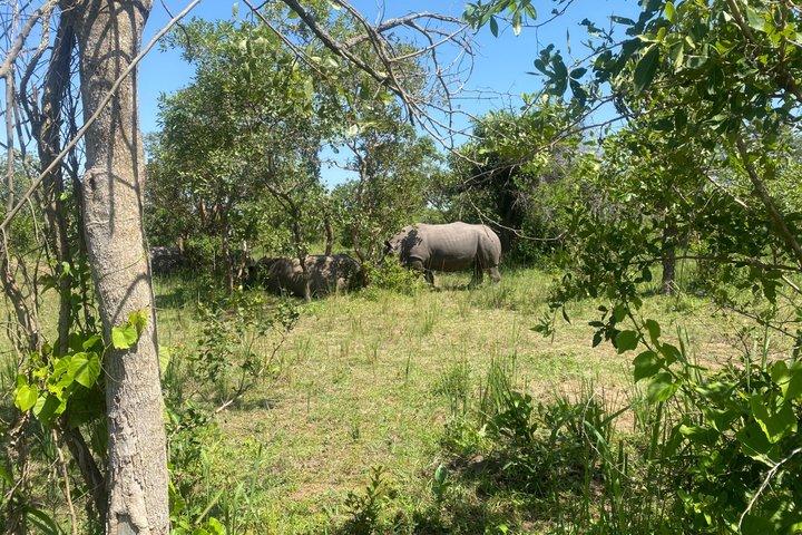 Ziwa Rhino Sanctuary Guided Walking Safari