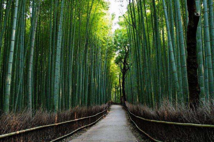 Kyoto Private Tour – Full Day | Hidden Gems & Nara Option