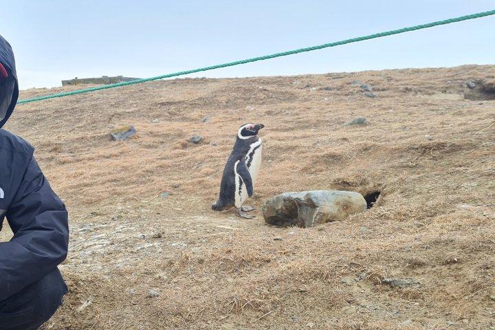 Magdalene Island Catamaran Tour Walk Among Magellanic Penguins