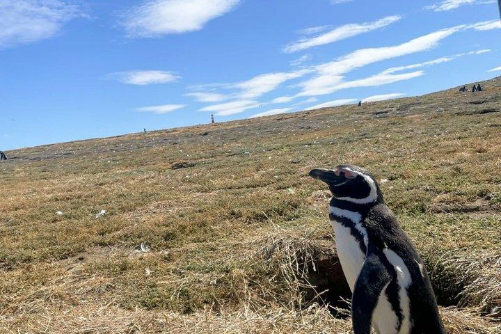 Magdalene Island Catamaran Tour Walk Among Magellanic Penguins