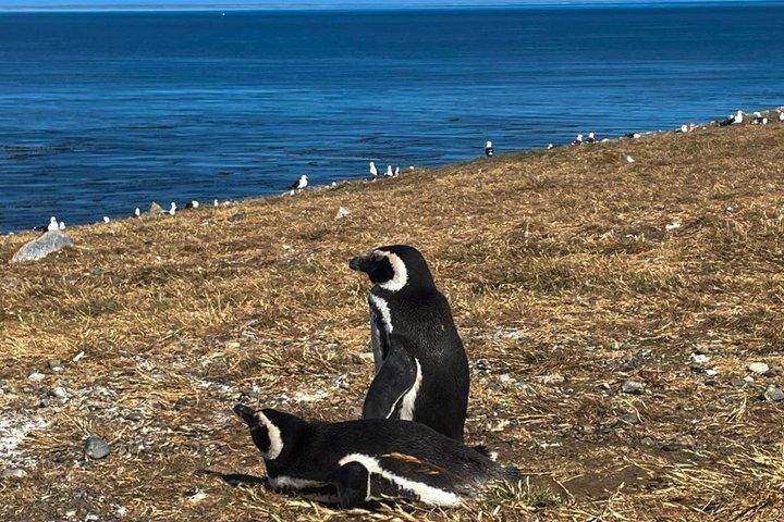 Magdalene Island Catamaran Tour Walk Among Magellanic Penguins