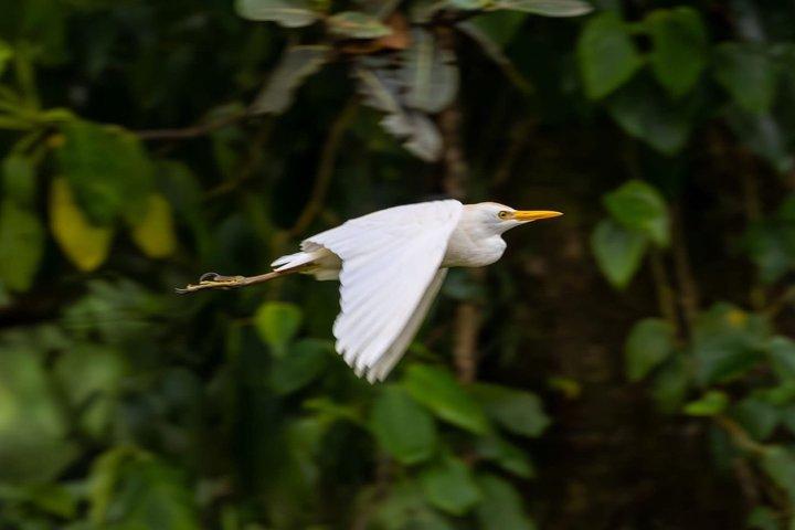 Mangrove tour, crocodiles , monkeys birds nature Boat or Kayak