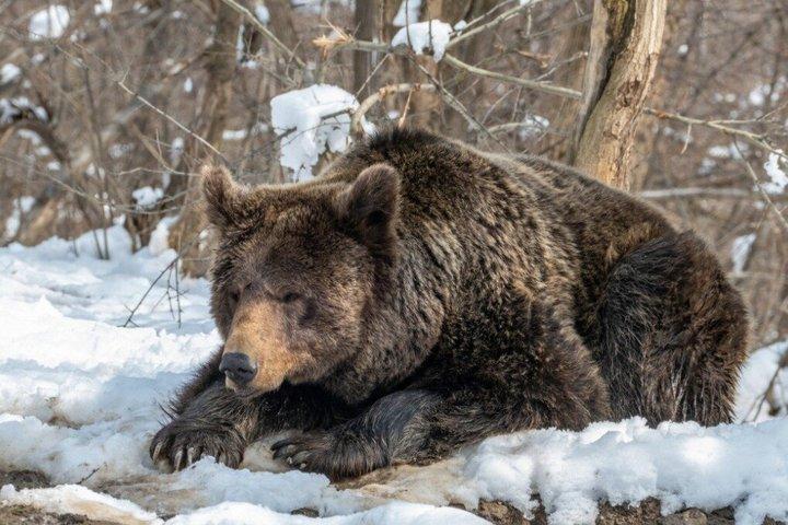 Bears Sanctuary, Dracula's Castle & Brașov City, Small-group 7 p