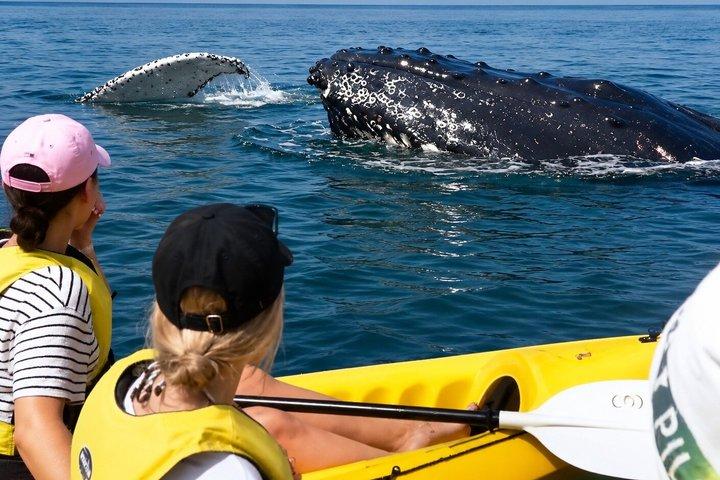 Noosa: Epic Whale Watching On Ocean Kayaks & Beach 4X4 Tour