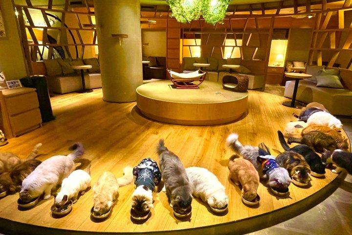 Tokyo Night Tour: Shinjuku Cat Cafe, 3D Cat & Original 3D Latte