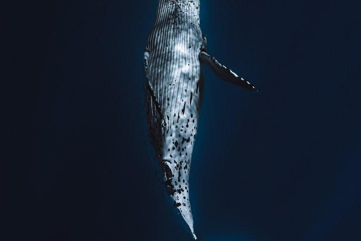 Guided Small Group Whale Watching and Swim Tour Tahiti