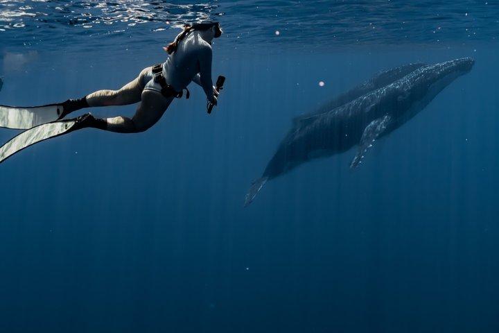 Guided Small Group Whale Watching and Swim Tour Tahiti