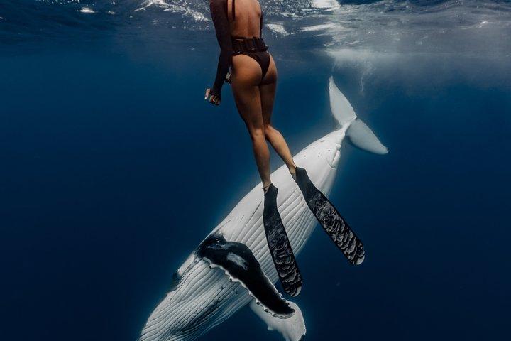 Guided Small Group Whale Watching and Swim Tour Tahiti