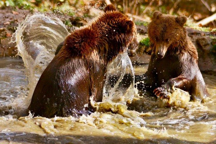 From Bucharest: Bear Sanctuary, Dracula's Castle & Brasov