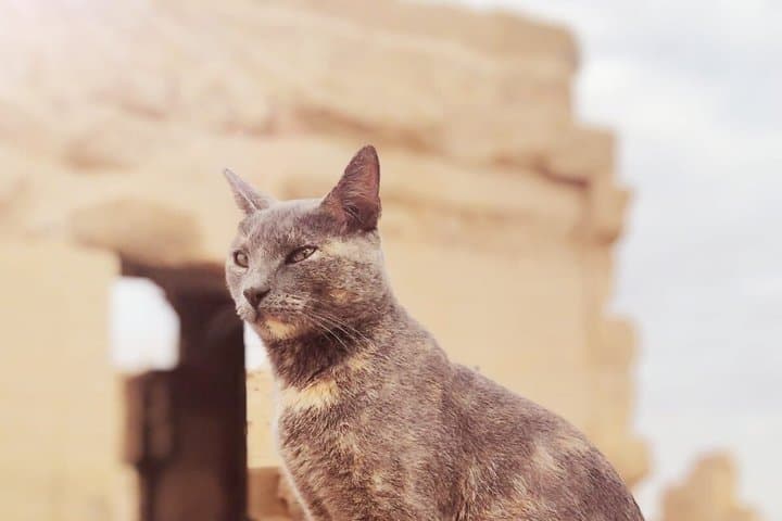 Valley of the Kings, Hatshepsut, Colossi of Memnon | Egyexcursion