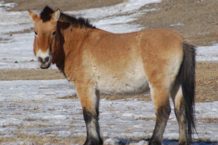 Private Khustai National Park and Wild Horse Day Tour