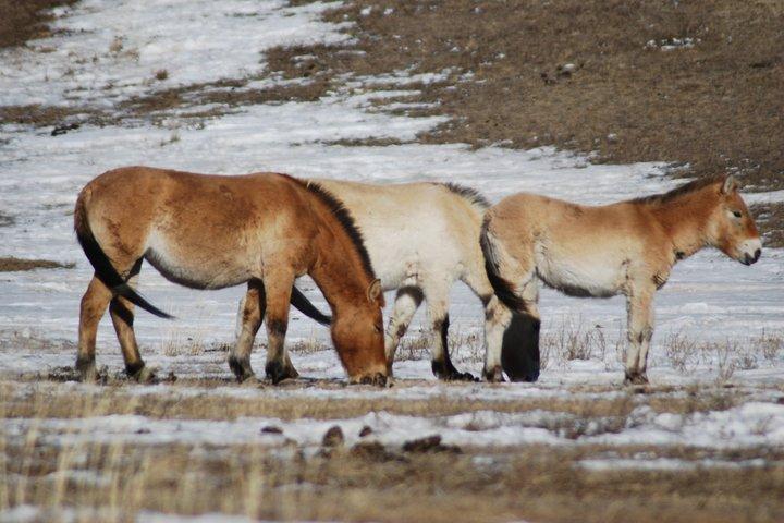 Private Khustai National Park and Wild Horse Day Tour