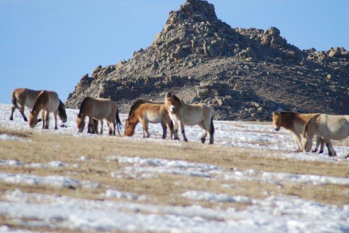 Private Khustai National Park and Wild Horse Day Tour