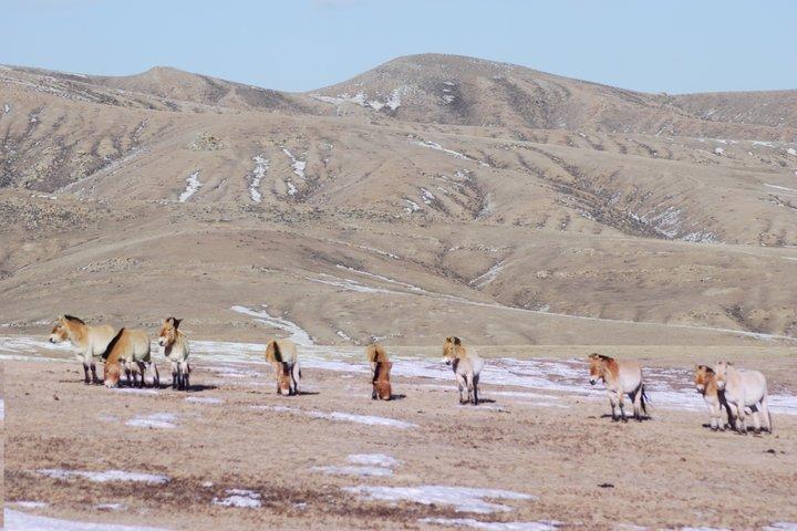 Private Khustai National Park and Wild Horse Day Tour