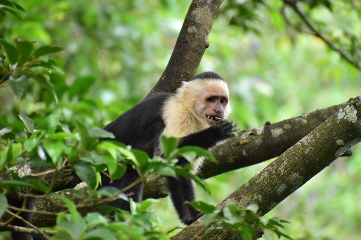 Rio Celeste, Sloth Watching & Waterfall Rainforest Experience