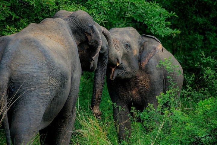 Minneriya National Park Half Day Private Safari With Expert Guide