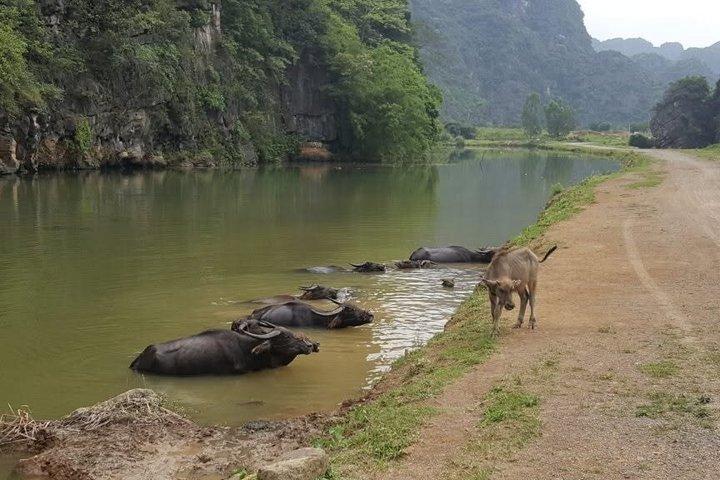 Ninh Binh Day Tour Hoa Lu Tam Coc and Mua Cave
