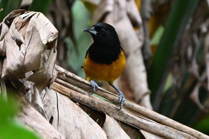Bird Watching Tour with the Bird Whisperer in Montserrat