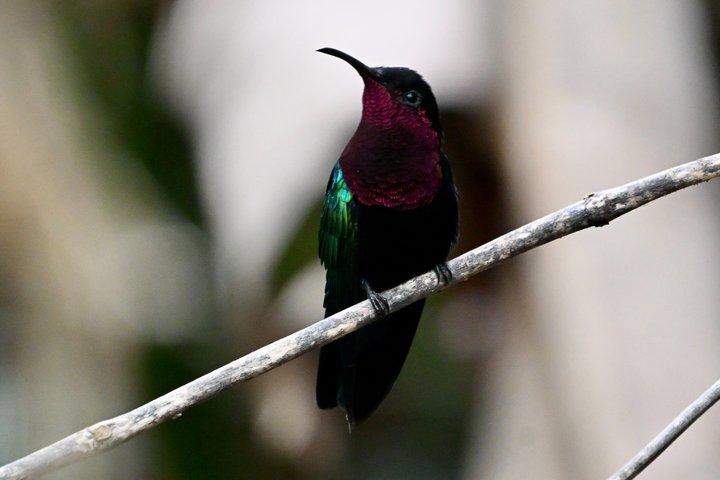 Bird Watching Tour with the Bird Whisperer in Montserrat