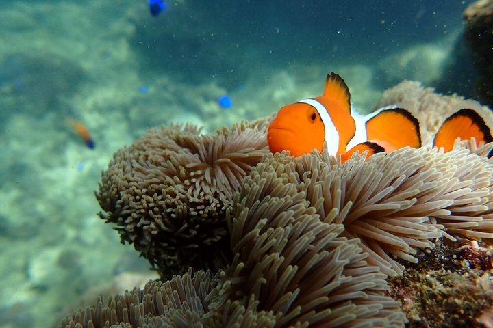 Okinawa Ishigaki Blue Cave Snorkeling Tour