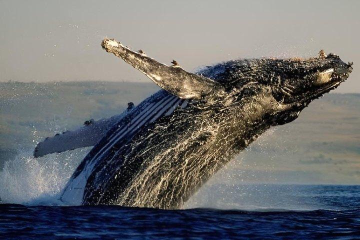 Cape Town To Hermanus Whale Watch and Penguin Shuttle Services