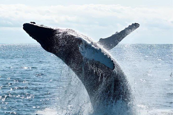 Cape Town To Hermanus Whale Watch and Penguin Shuttle Services