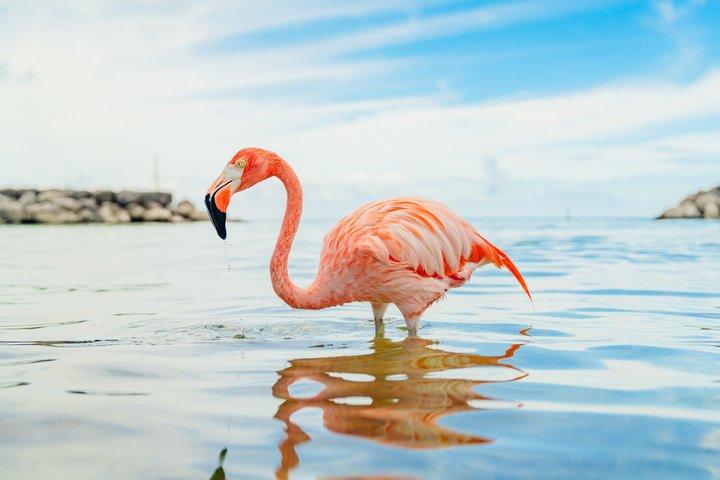 Aruba De Palm Island Day Pass