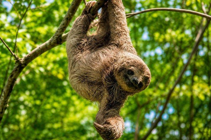 Sloth Watching, Coffee, Chocolate & Waterfall Experience