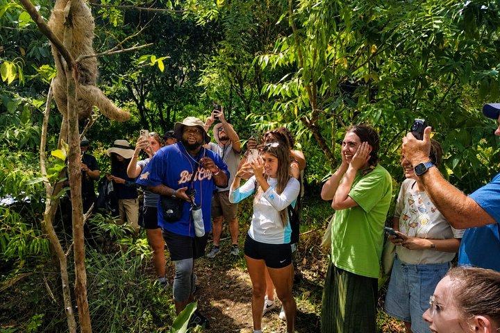 Sloth Watching, Coffee, Chocolate & Waterfall Experience