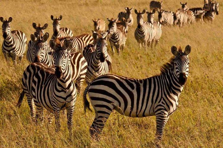 Full Day Shimba Hills Safari Wildlife and Sheldrick Falls