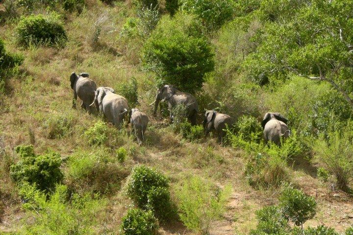 Full Day Shimba Hills Safari Wildlife and Sheldrick Falls