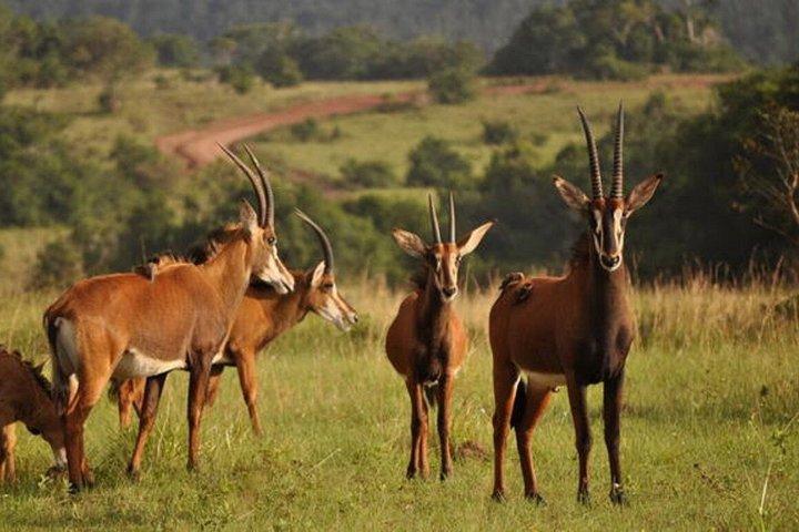 Full Day Shimba Hills Safari Wildlife and Sheldrick Falls