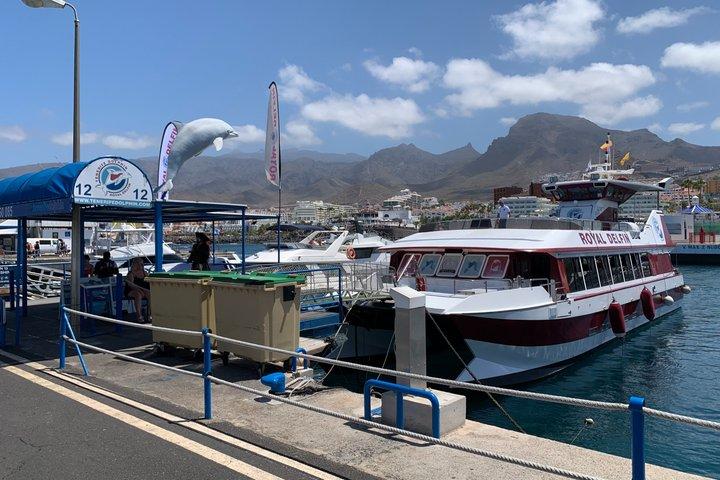 Dolphin and Whale Watching - Los Gigantes Masca - Lunch and Swim