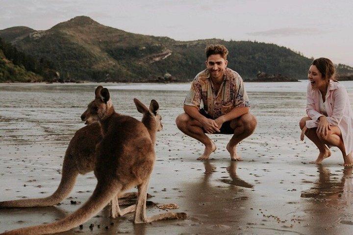 Airlie Beach: Kangaroos on the Beach at Sunrise Eco Wildlife Tour