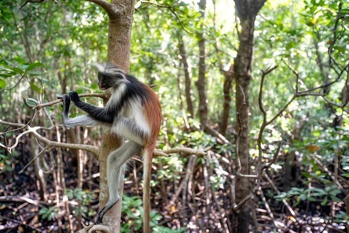 Zanzibar Jozani Forest Tour with Red Colobus Monkeys