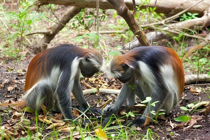 Zanzibar Jozani Forest Tour with Red Colobus Monkeys