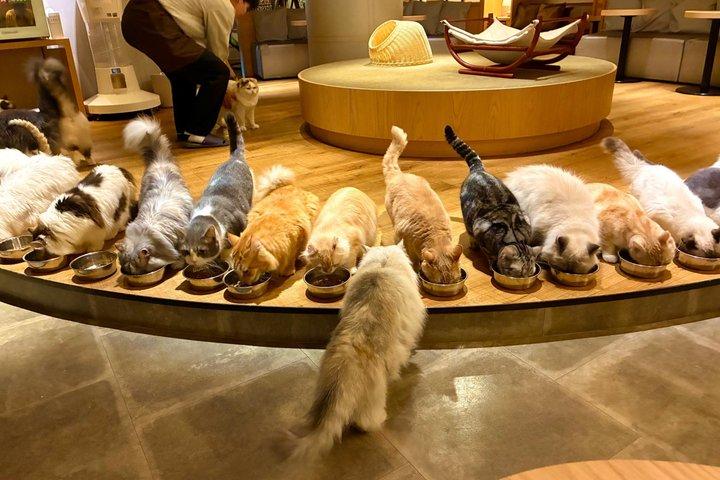 Tokyo Shinjuku Giant 3D, Cat Cafe & Yanaka Cat Town for Cat Lover