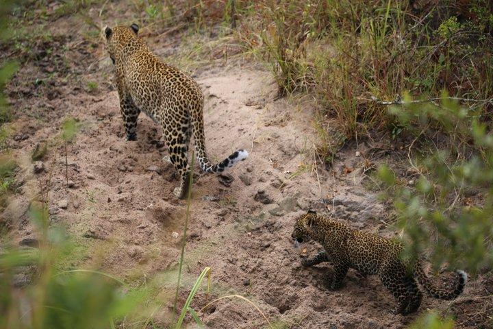 Maasai Mara National Reserve 3-Day Budget Safari Tour