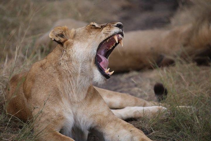 Maasai Mara National Reserve 3-Day Budget Safari Tour