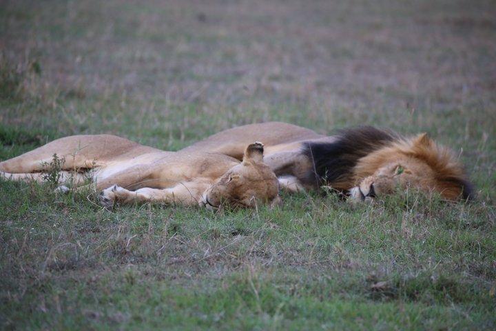 Maasai Mara National Reserve 3-Day Budget Safari Tour