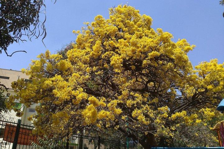 All Inclusive Bangalore Half-Day City Tour with Hotel Pickup