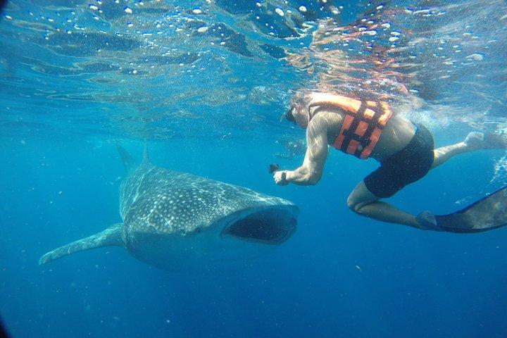 Whale Shark Tour Isla Mujeres
