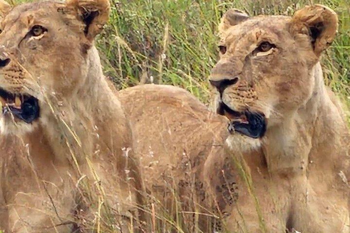 Nairobi National Park Guided Game Drive Wildlife Experience