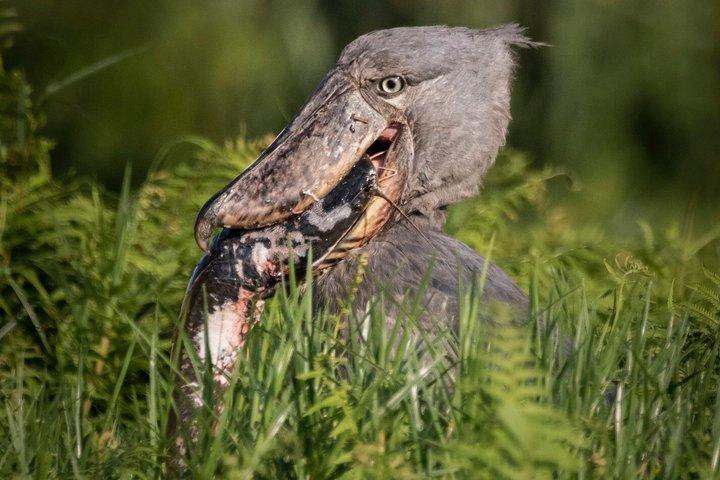 Half Day Mabamba Swamp Shoebill Birding Canoe Tour