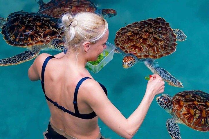 Explore Zanzibar with Jozani Red Colobus Monkey and Turtle Swim