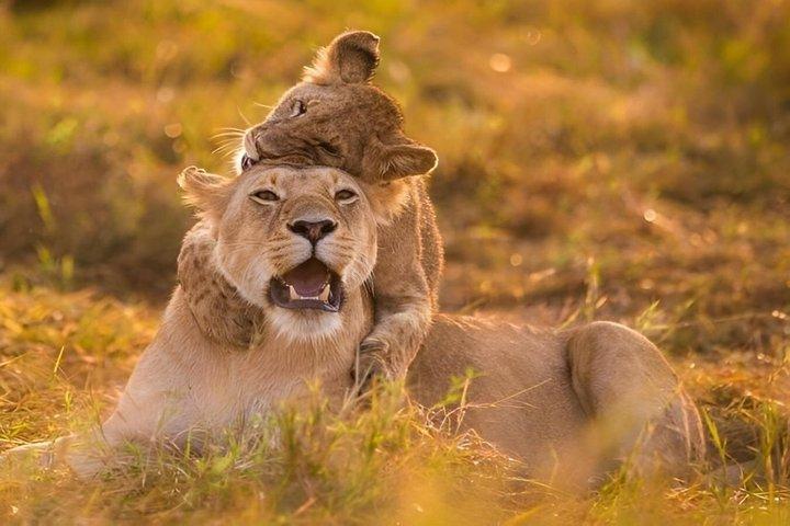 2 Days Masai Mara Group Safari in 4WD Jeep From Nairobi