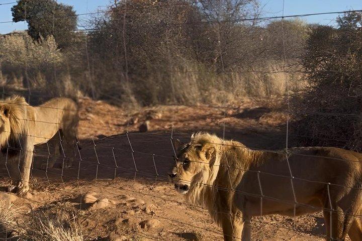 N/a'an ku se Wildlife Sanctuary Day Trip From Windhoek
