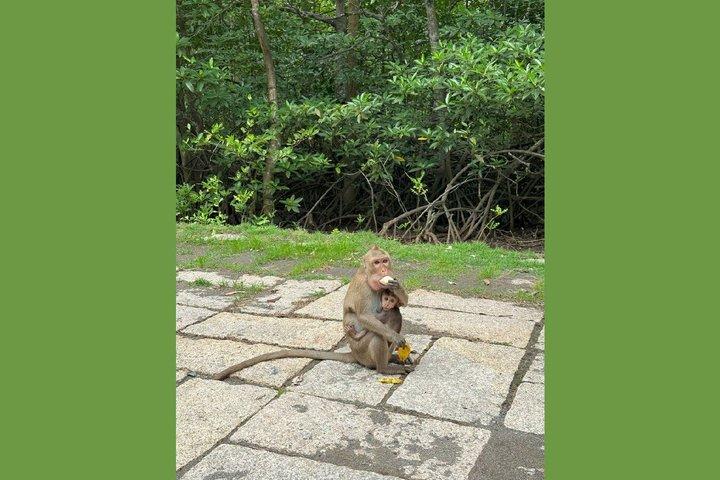 From Ho Chi Minh City: Can Gio Forest & Wildlife Scenic Boat Tour